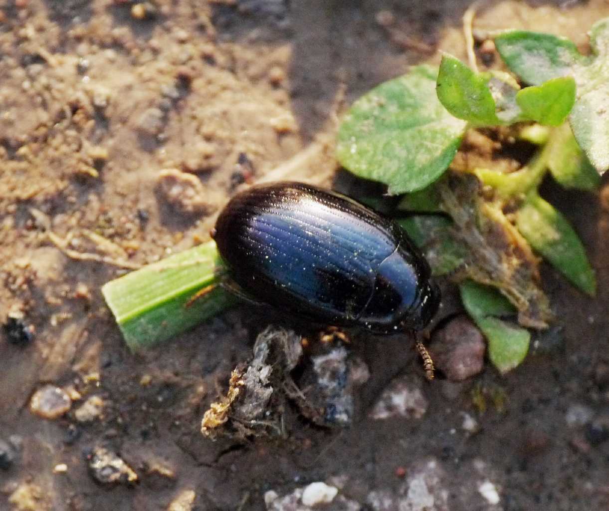 Chrysomelidae? No. Tenebrionidae: Scaphidema metallicum